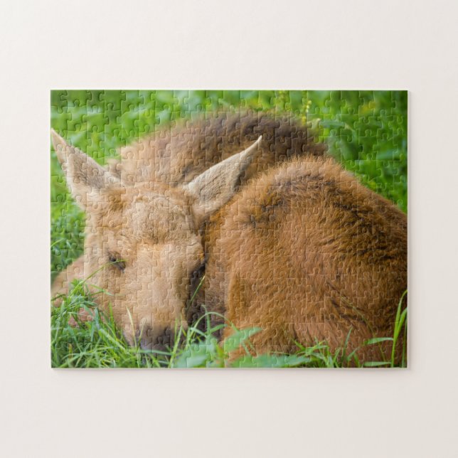 Baby Moose Sleeping In Grass, Baby Animal Jigsaw Puzzle (Horizontal)