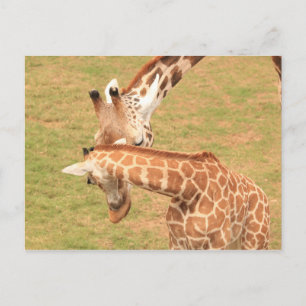 Baby & Mother Giraffe #3 Postcard