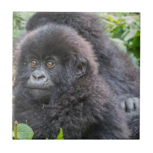 Baby Mountain Gorilla Ceramic Tile
