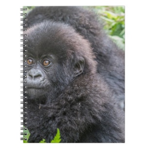 Baby Mountain Gorilla Notebook