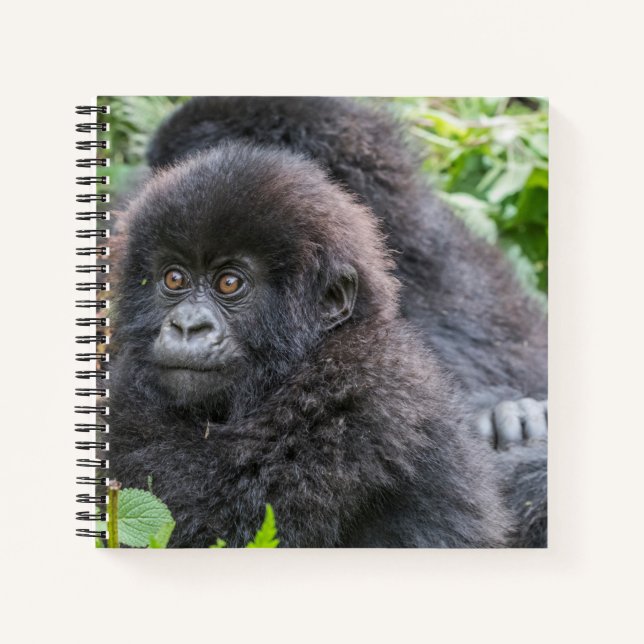 Baby Mountain Gorilla Notebook (Front)