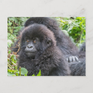 Baby Mountain Gorilla Postcard