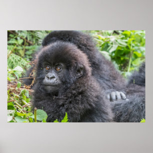 Baby Mountain Gorilla Poster