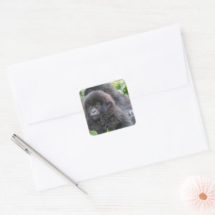Baby Mountain Gorilla Square Sticker