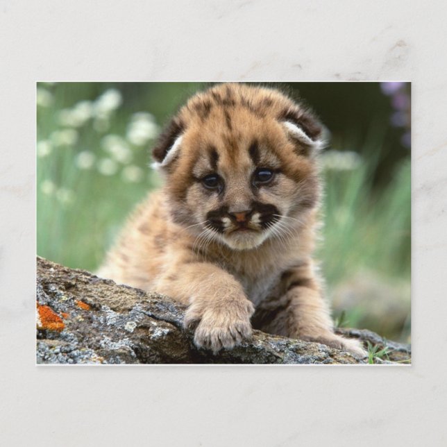 Baby Mountain Lion Cub Postcard (Front)