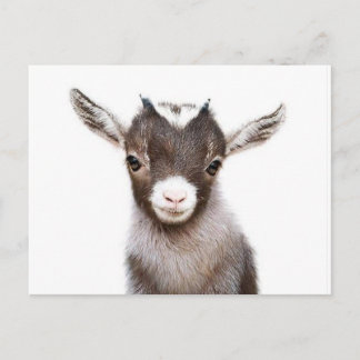 baby nanny goat postcard
