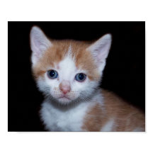 Baby orange and white tabby kitten