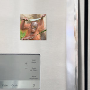 Baby Orangutan Connection Magnet