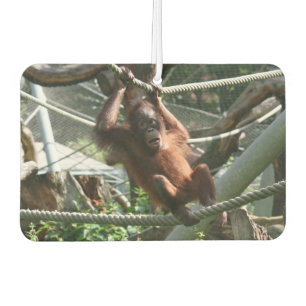 Baby Orangutan - Hang in there Car Air Freshener