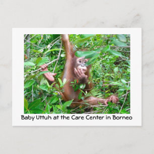 Baby Orangutan in Indonesian Rainforest Postcard