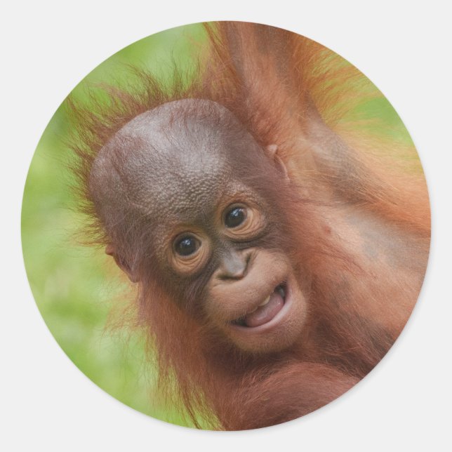 Baby Orangutan Joy Classic Round Sticker (Front)