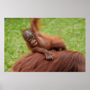 Baby Orangutan Joy Poster