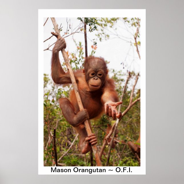 Baby Orangutan Mason Poster (Front)