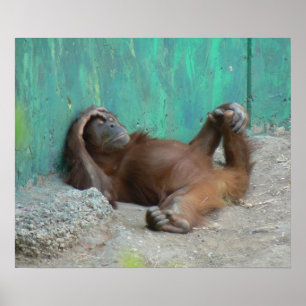 Baby orangutan resting poster