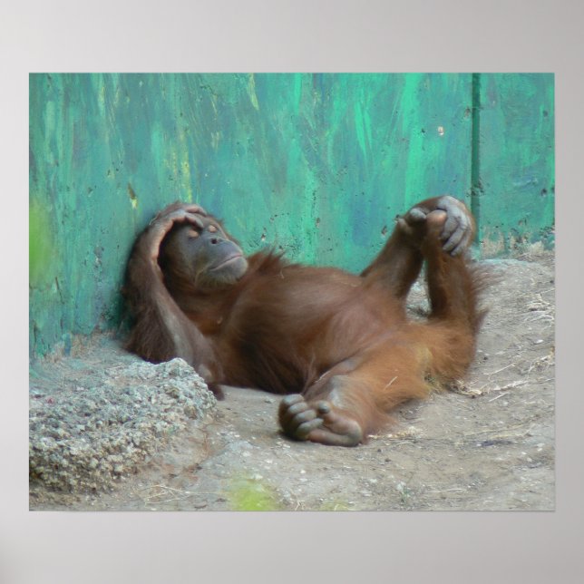 Baby orangutan resting poster (Front)