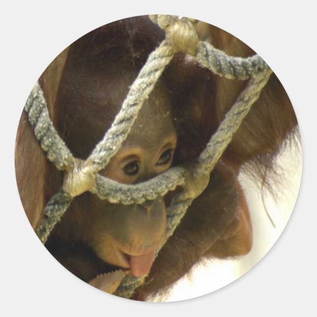 Baby Orangutan Sticker (Front)