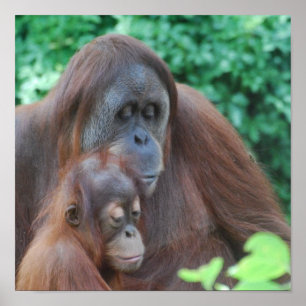 Baby Orangutan with Mother Poster