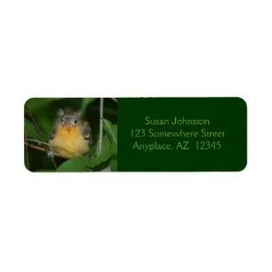 Baby Oriole Bird Animal Address Return Address Label