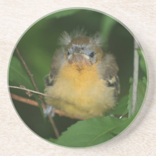 Baby Oriole Bird Animal Coaster