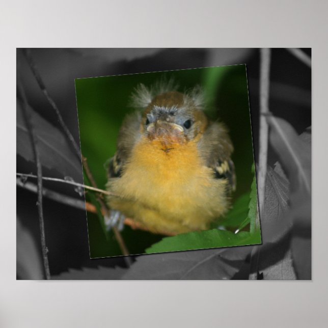 Baby Oriole Fledgling Bird Partial Colour Poster (Front)