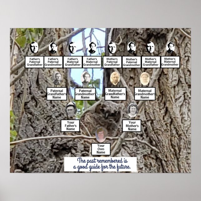 Baby Owl in a Tree Photo Family Tree Poster (Front)