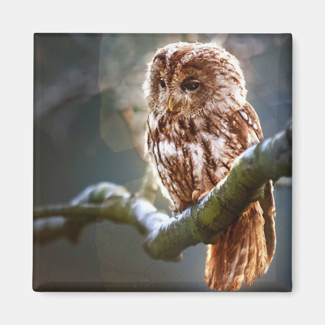 Baby Owl Magnet (Front)