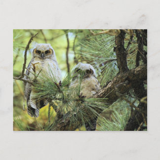 Baby Owls Postcard