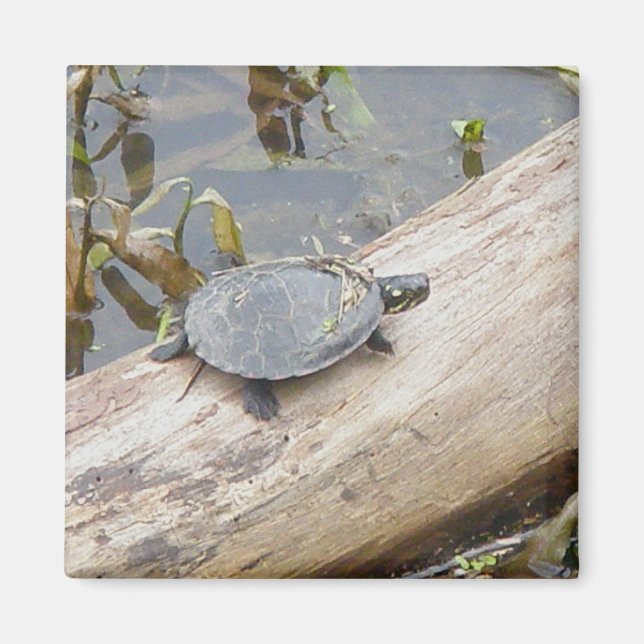 Baby Painted Turtle Magnet (Front)