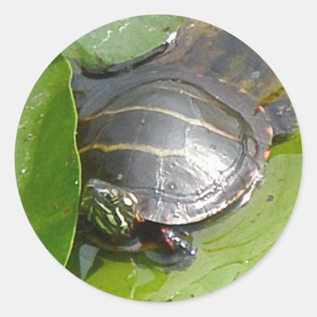 Baby Painted Turtle on Lilypad Items Classic Round Sticker (Front)