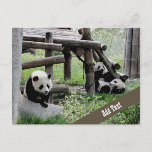 Baby Panda Photograph Postcard