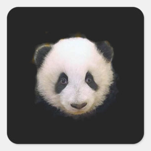 Baby Panda Sticker - Square Stickers