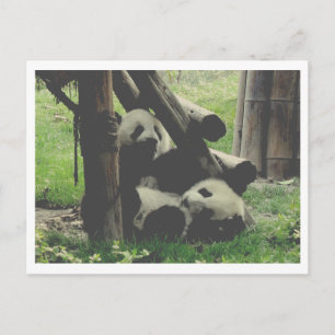 Baby Pandas Photograph Postcard