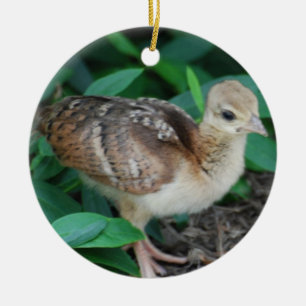 Baby Peacock Chick Ornament