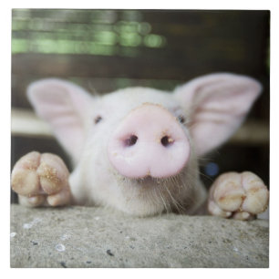 Baby Pig in Pen, Piglet Ceramic Tile