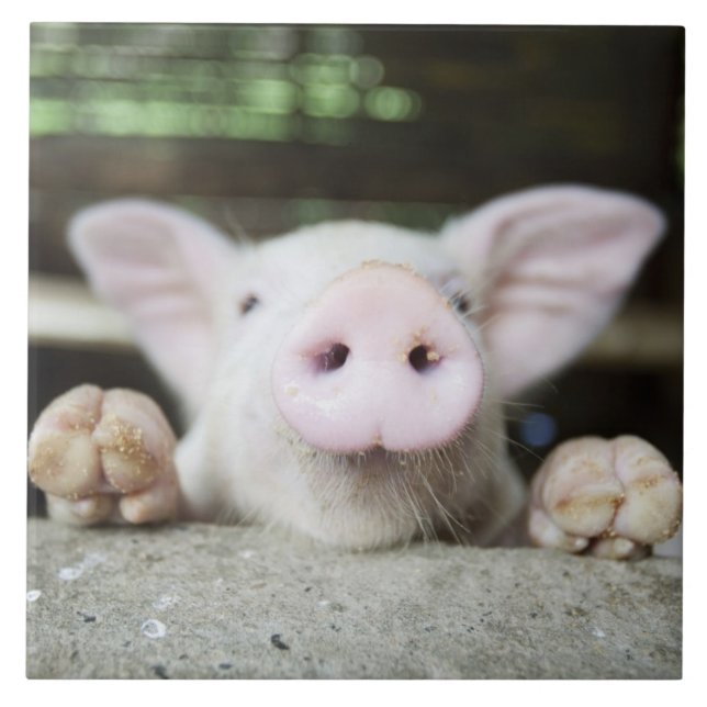Baby Pig in Pen, Piglet Ceramic Tile (Front)