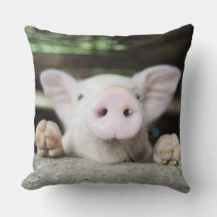 Baby Pig in Pen, Piglet Cushion