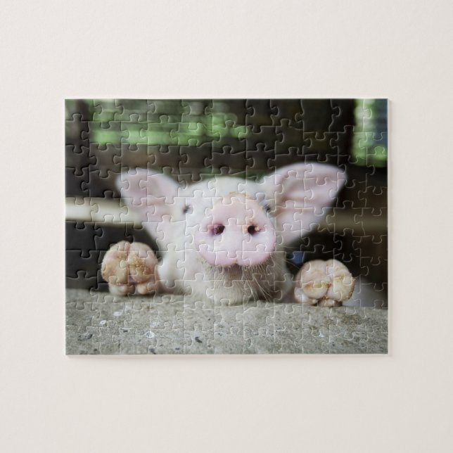 Baby Pig in Pen, Piglet Jigsaw Puzzle (Horizontal)