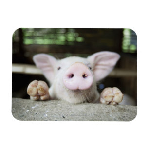 Baby Pig in Pen, Piglet Magnet