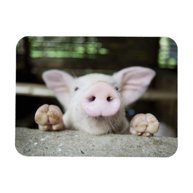 Baby Pig in Pen, Piglet Magnet (Horizontal)