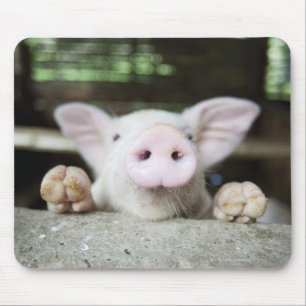 Baby Pig in Pen, Piglet Mouse Pad
