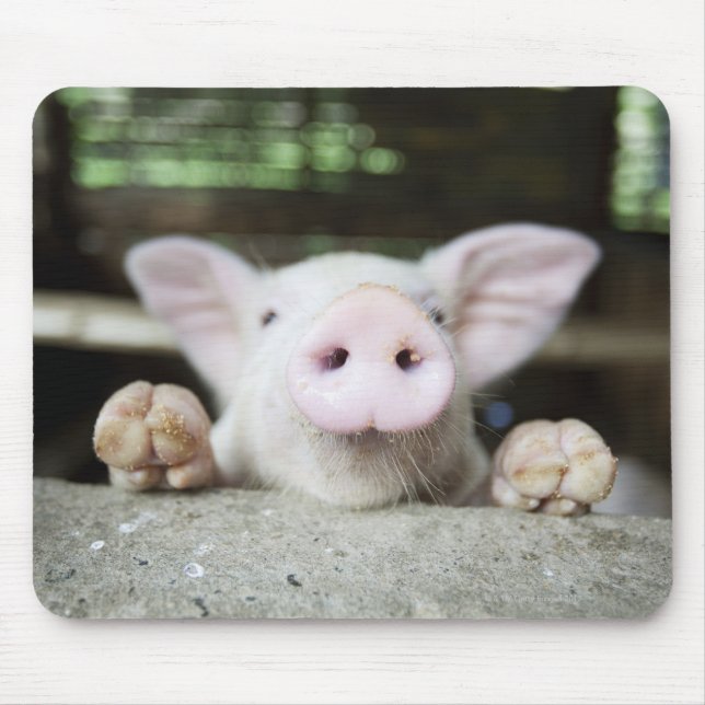 Baby Pig in Pen, Piglet Mouse Pad (Front)