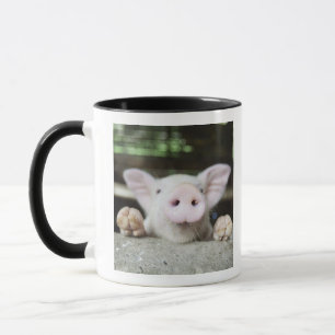 Baby Pig in Pen, Piglet Mug