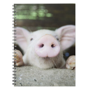Baby Pig in Pen, Piglet Notebook