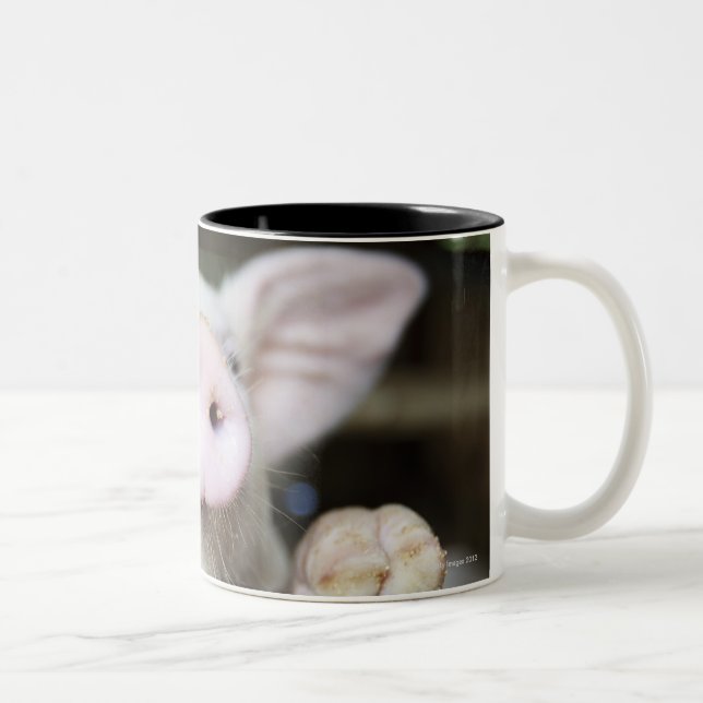 Baby Pig in Pen, Piglet Two-Tone Coffee Mug (Right)