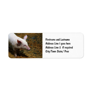 Baby Piglet Photograph for Pig Farmers Return Address Label