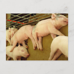 Baby pigs - Postcard