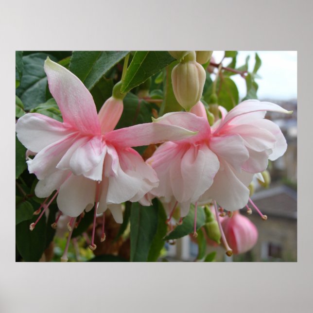 Baby Pink and White Fuschia Flowers Poster (Front)