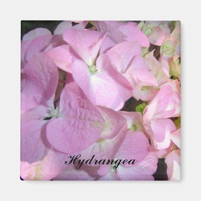 Baby Pink Hydrangeas Magnet (Front)