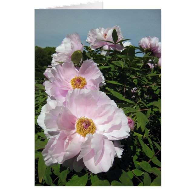 Baby Pink Peonies (Front)