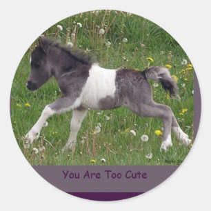 Baby Pinto Mini Horse Stickers